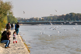 زاینده رود میزبان پرندگان مهاجر - اصفهان